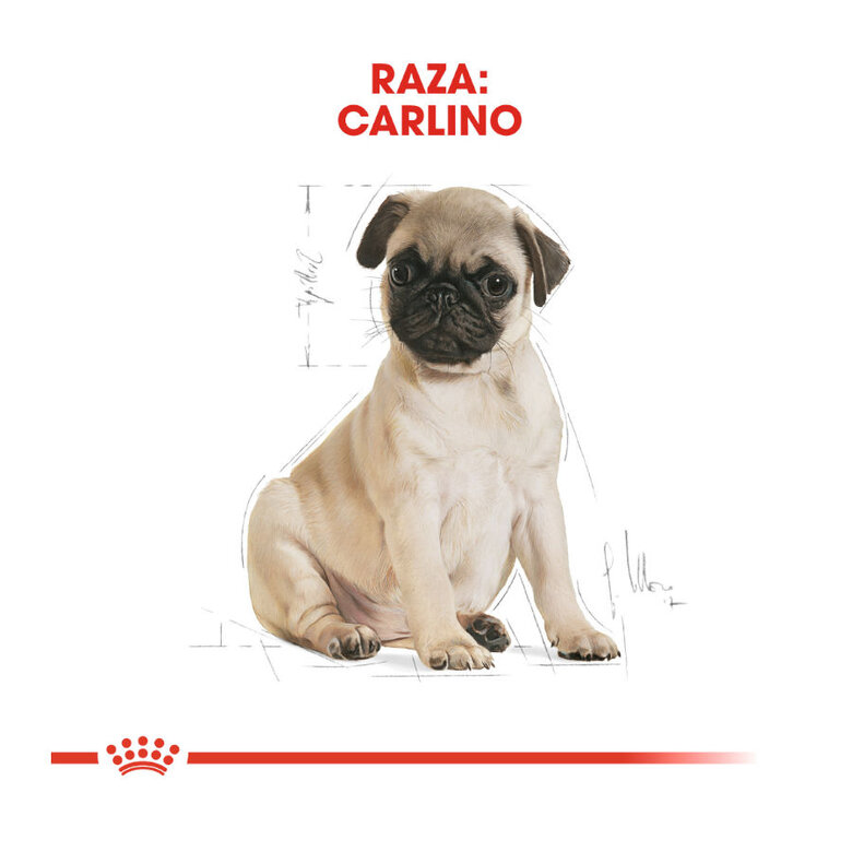 Royal Canin Puppy Carlino ração para cães, , large image number null